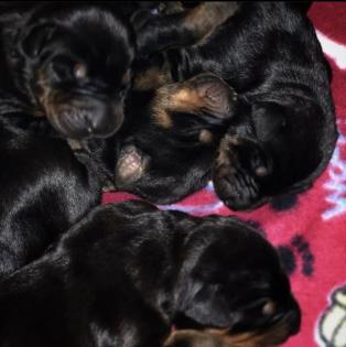 Reinrassige Dobermann Welpen