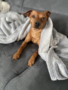 Deckrüde / wunderschöner Zwergpinscher