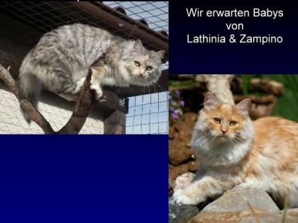 Wir erwarten Sibirer Neva Babys