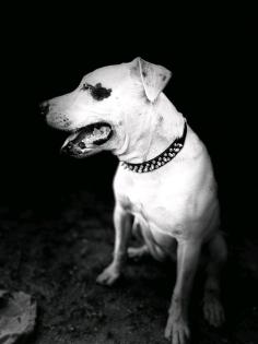 Boxer Labrador Mix Hündin