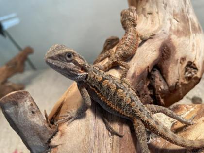 Bartagame Jungtiere