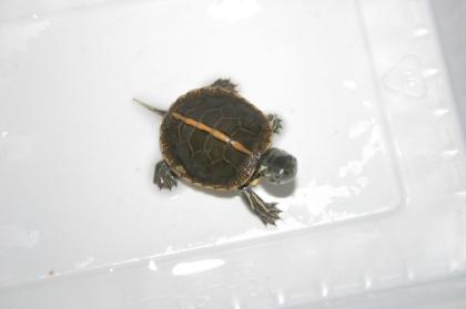 Chrysemys picta dorsalis Rückenstreifenzierschildkröte
