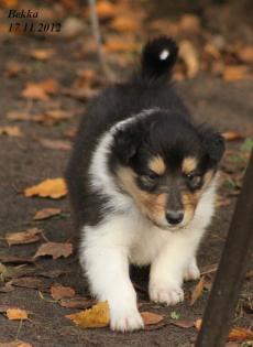 Wir haben Colliewelpen in darksabel tricolour Papiere VDH / CfbrH