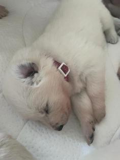 Berger Blanc Suisse langstock