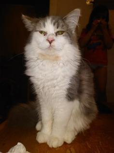 Ragdoll - Perser - Maine Coon Kater