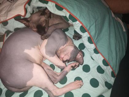 Sphynx Kitten