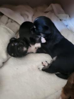 Chihuahua Welpen in liebevolle Hände abzugeben