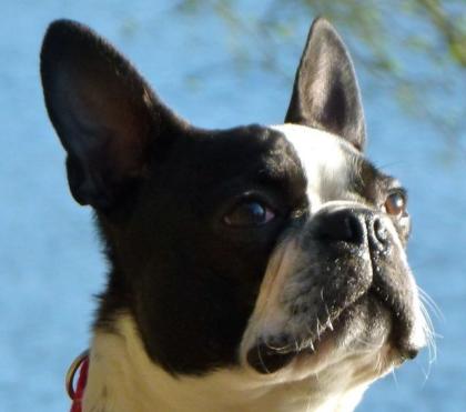 Boston Terrier Deckrüde Oscar