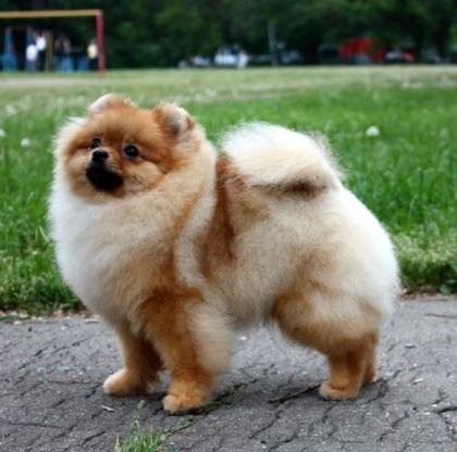 POMERANIAN ZWERGSPITZ GESUCHT