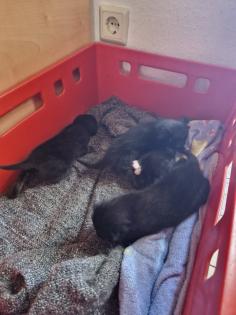 2 kleine Katzengeschwister abzugeben