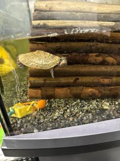 Aquarium mit kompletten Zubehör