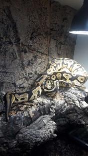 Zuchtpaar Königspythons DRINGEND abzugeben