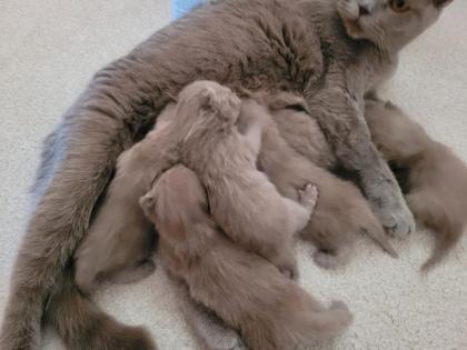 Kitten BKH lilac