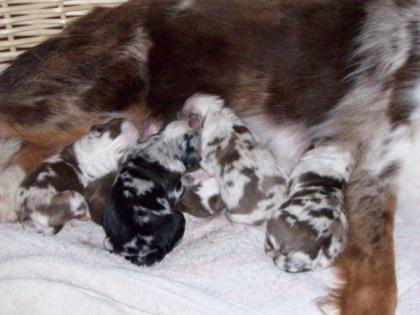 Natural Spirit Mini Aussies / Wir haben Welpen