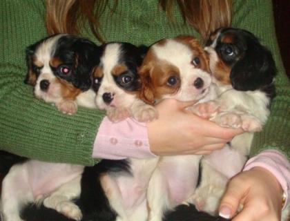 Wunderschöne Cavalier King Charles spaniel Welpen