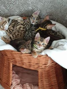 Reinrassige Bengalkitten. Auszug bereit