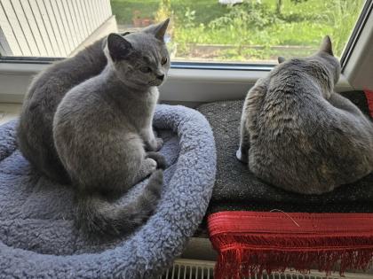 2 BKH Katze abgabebereit