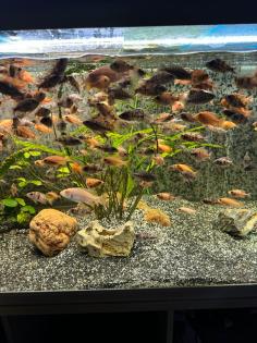 Aulonocara Redberry Blueberry Firefisch