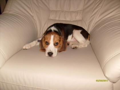 Beagle Baby 14 Wochen - RÜDE