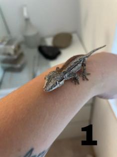 Höckerkopfgeckos