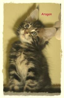 Süsse Maine Coon Kitten.