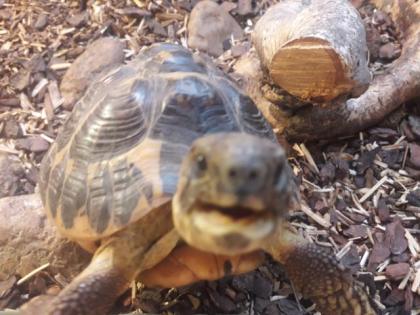 Griechische Landschildkröte
