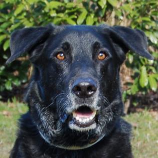 BALDUR - männlich 8 Jahre 63 cm 39. 5 kg Labrador-Schäfer-Mix Gechipt Kastriert
