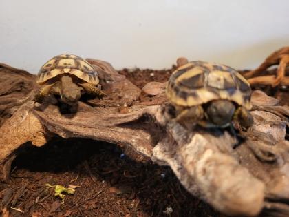 Griechische Landschildkröten Testudo hermanni
