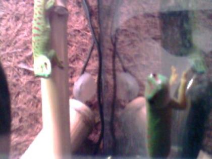 Madagaskar Taggecko zu verkaufen