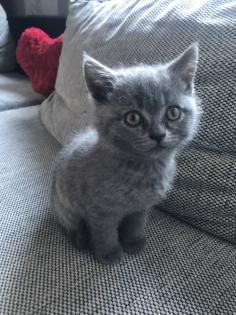 Britisch Kurzhaar Kitten