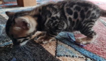 Wunderschöne Bengal Kitten, Mini Leoparden