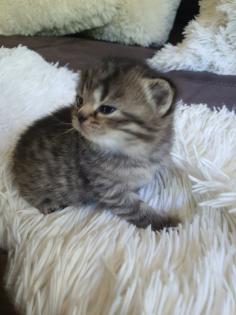 Süsse reinrassige Bkh Kitten