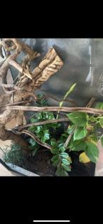 Terrarium für Echsen, Chamäleon etc