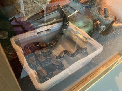 Boa Constrictor inklusive Terrarium