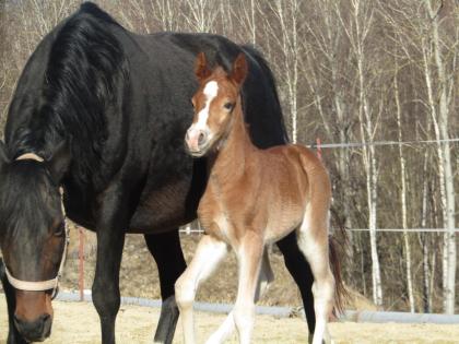 Typvolles Reitpony-Hengstfohlen mit sehr guten Grundgangarten