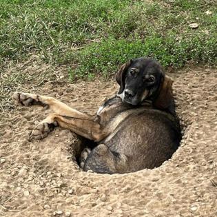 Nala sucht ein Zuhause