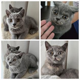 2 BKH Katze abgabebereit