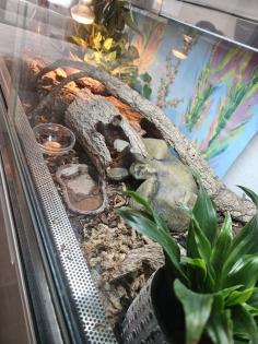3 Blattzehengeckos komplett ausgestattetes Terrarium