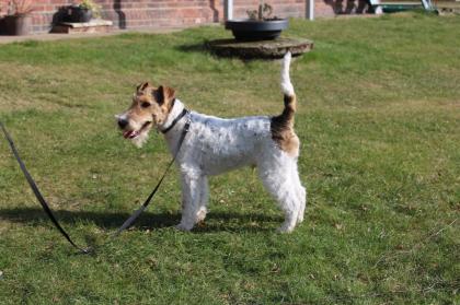 Drahthaar Foxterrier Rüde 6 Monate mit Zubehör.