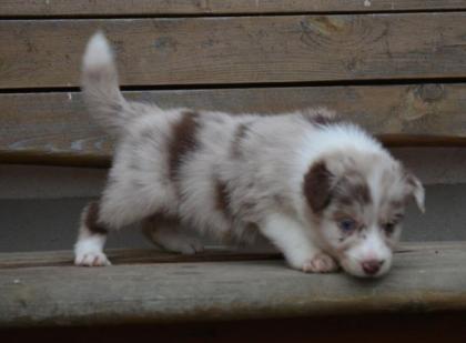 Wunderschöne Border Collie Welpen mit Stammbaum