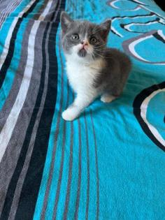 Wunderschöne Reinrassige Bkh Kitten