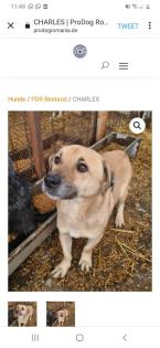 Tolle Welpen, Junghunde Hundesenioren