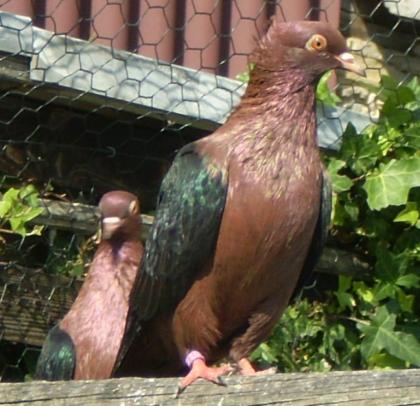Kupfergimpel schwarzflügel