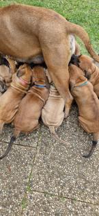 Dogo canario Welpen