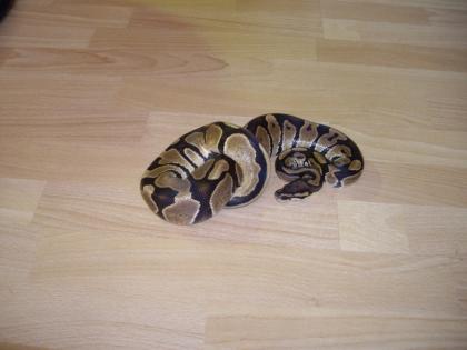 Königs Python NZ 03/08