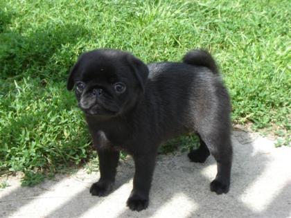 Mopswelpen, Mopsbaby, Mops, Pug, süsse Möpse