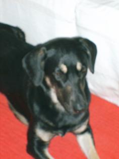 Tagespflegestelle für jungen Hund gesucht