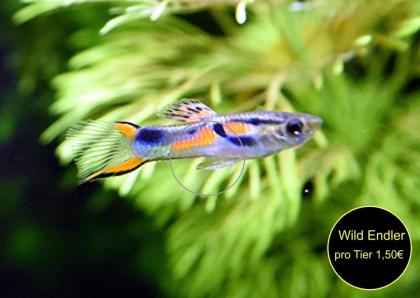 Endler, Guppy, reinerbig, ab 1, 50Euro, Versand