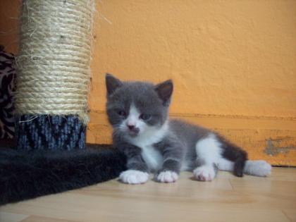 Reinrassige BKH Kitten suchen DICH