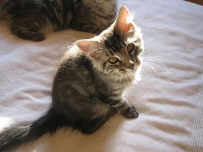 Maine Coon mit Stammbaum